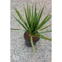Bild 3/3 - Sárkányfa - Dracaena cserépben