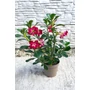 Obraz 1/5 - Sivatagi Rózsa - Adenium obesum