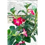 Obraz 2/5 - Sivatagi Rózsa - Adenium obesum eladó