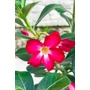 Obraz 3/5 - Sivatagi Rózsa - Adenium obesum eladó