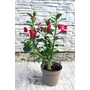 Obraz 4/5 - Sivatagi Rózsa - Adenium obesum eladó