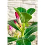 Obraz 5/5 - Sivatagi Rózsa - Adenium obesum eladó