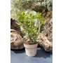 Obraz 1/4 - Sivatagi Rózsa - Adenium obesum