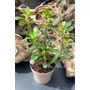 Obraz 3/4 - Sivatagi Rózsa - Adenium obesum