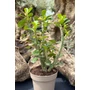Obraz 4/4 - Sivatagi Rózsa - Adenium obesum