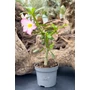 Imagine 1/3 - Sivatagi Rózsa - Adenium obesum