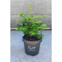 Bild 1/6 - Abies koreana - Koreai jegenyefenyő eladó