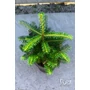 Bild 2/6 - Abies koreana - Koreai jegenyefenyő