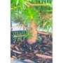 Bild 3/6 - Abies koreana - Koreai jegenyefenyő