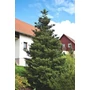 Bild 5/6 - Abies koreana - Koreai jegenyefenyő