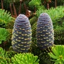 Bild 6/6 - Abies koreana - Koreai jegenyefenyő