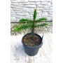 Kép 2/7 - Araucaria araucana – Chilei araukária / Chilei fenyő eladó