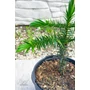 Kép 3/7 - Araucaria araucana – Chilei araukária / Chilei fenyő eladó