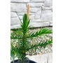 Kép 4/7 - Araucaria araucana – Chilei araukária / Chilei fenyő eladó