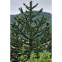 Kép 5/7 - Araucaria araucana – Chilei araukária / Chilei fenyő