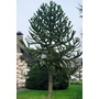Kép 6/7 - Araucaria araucana – Chilei araukária / Chilei fenyő