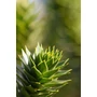 Kép 7/7 - Araucaria araucana – Chilei araukária / Chilei fenyő
