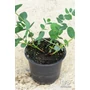 Obraz 2/4 - Eucalyptus gunnii 'Silver Dollar' - Nagylevelű havasi eukaliptusz eladó