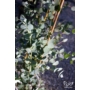 Kép 3/3 - Tasmaniai havasi eukaliptusz - Eucalyptus gunnii eladó cserépben