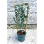 Kép 1/5 - Tasmaniai havasi eukaliptusz - Eucalyptus gunnii eladó