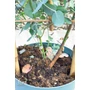 Kép 2/5 - Tasmaniai havasi eukaliptusz - Eucalyptus gunnii eladó
