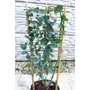 Kép 3/5 - Tasmaniai havasi eukaliptusz - Eucalyptus gunnii eladó