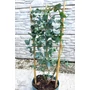 Kép 5/5 - Tasmaniai havasi eukaliptusz - Eucalyptus gunnii eladó