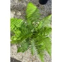 Kép 4/5 - Óriás páfrányfa - Dicksonia antarctica