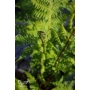 Kép 4/4 - Páfrány, Erdei pajzsika - Dryopteris filix-mas eladó cserépben