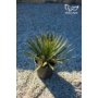 Imagine 2/4 - Yucca filifera 24 cm cserépben