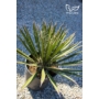 Kép 3/4 - Yucca filifera 24 cm cserépben