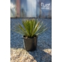 Kép 1/4 - Yucca filifera 24 cm cserépben