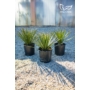 Kép 4/4 - Yucca filifera 24 cm cserépben