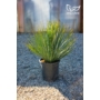 Kép 1/4 - Yucca rostrata 24 cm cserépben