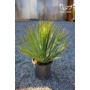Kép 4/4 - Yucca rostrata 24 cm cserépben