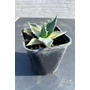 Imagine 1/5 - Agave Havardiana