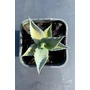 Imagine 2/5 - Agave Havardiana