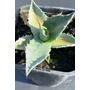 Imagine 3/5 - Agave Havardiana
