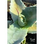 Imagine 4/5 - Agave Havardiana