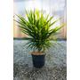 Kép 1/4 -  Pálmaliliom - Yucca elephantipes eladó