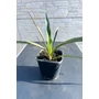 Imagine 1/4 - Yucca faxoniana - Faxon jukka
