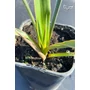 Imagine 2/4 - Yucca faxoniana - Faxon jukka