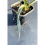 Imagine 3/4 - Yucca faxoniana - Faxon jukka
