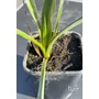 Imagine 4/4 - Yucca faxoniana - Faxon jukka