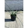 Imagine 1/4 - Yucca filifera 16 cm cserépben