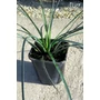 Imagine 2/4 - Yucca filifera 16 cm cserépben