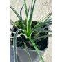 Imagine 3/4 - Yucca filifera 16 cm cserépben