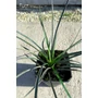 Imagine 4/4 - Yucca filifera 16 cm cserépben