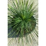 Imagine 2/5 - Yucca Linearifolia