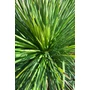 Imagine 3/5 - Yucca Linearifolia